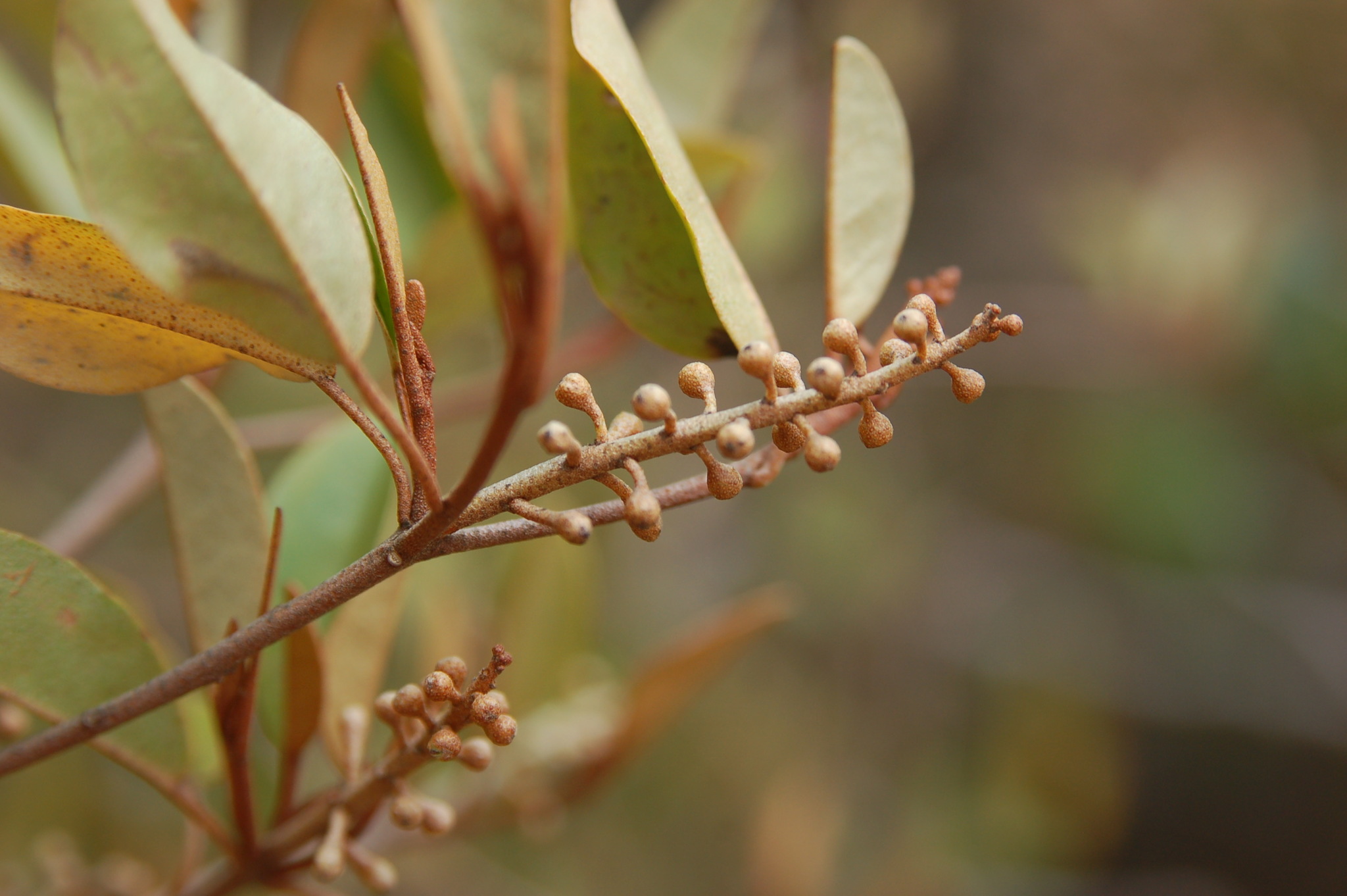 Croton brevispicatus