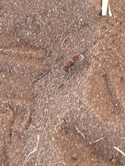 Pseudomethoca paludata