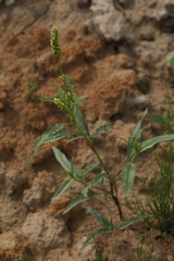 Persicaria tomentosa