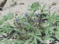 Lupinus brevicaulis