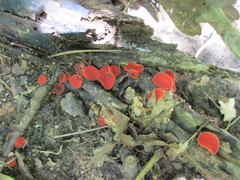 Sarcoscypha occidentalis