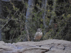 Crithagra atrogularis impigra