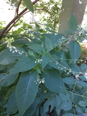 Magnoliopsida