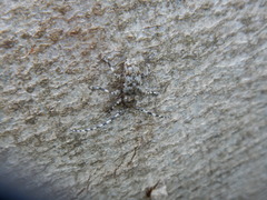 Aegomorphus clavipes