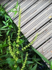 Rumex