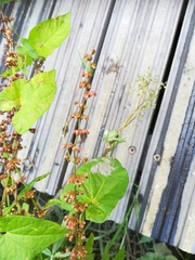 Rumex