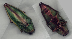 Psiloptera attenuata