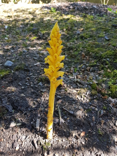 Image of Orobanche lucorum by (c) Ilkka Tuunainen, some rights reserved (CC BY-SA)