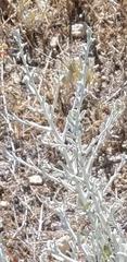 Pseudognaphalium microcephalum