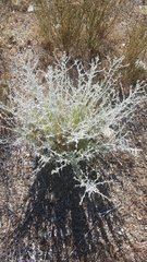 Pseudognaphalium microcephalum