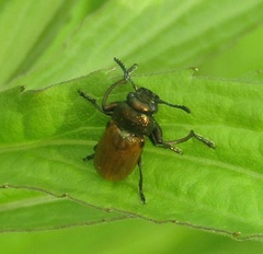Labidostomis longimana