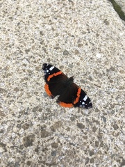 Vanessa atalanta