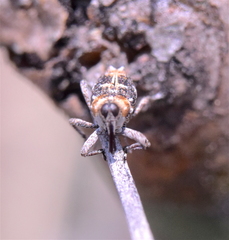 Conoderinae