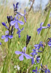 Lobelia anatina