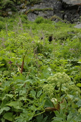 Angelica archangelica