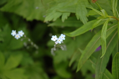 Myosotis decumbens