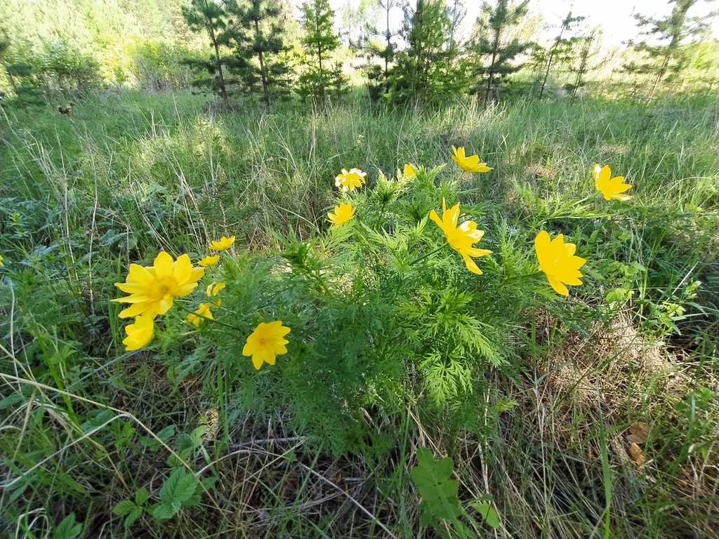 Adonis apennina from Свердловская обл., Россия, 624931 on May 29, 2020 ...