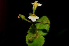 Yamazakia viscosa