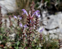 Scutellaria alpina
