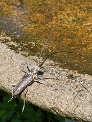 Monochamus notatus