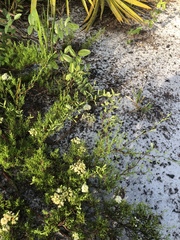 Polygonum dentoceras