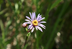 Aster amellus