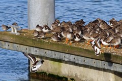 Calidris maritima