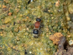 Bischoffitilla lamellata
