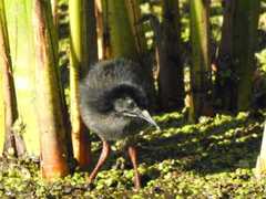 Rallus semiplumbeus