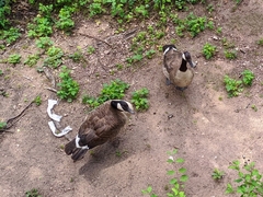 Branta canadensis