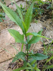 Magnoliopsida
