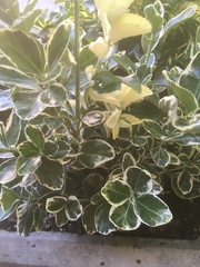 Magnoliopsida