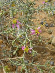 Fagonia zilloides