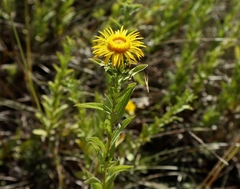 Pentanema spiraeifolium
