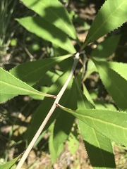 Vernonia flaccidifolia