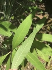Vernonia flaccidifolia