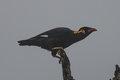 Gracula religiosa intermedia