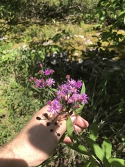 Vernonia flaccidifolia
