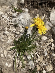 Crepis jacquinii