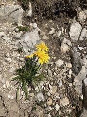 Crepis jacquinii