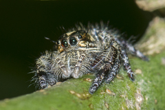 Hyllus diardi