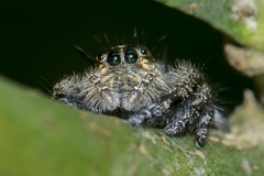 Hyllus diardi