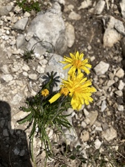 Crepis jacquinii