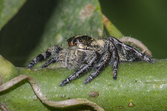 Hyllus diardi
