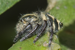 Hyllus diardi