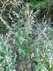 Chenopodium opulifolium