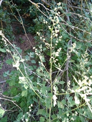 Chenopodium opulifolium