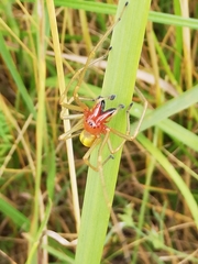 Cheiracanthium punctorium