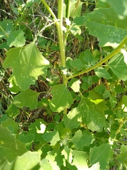 Chenopodium opulifolium