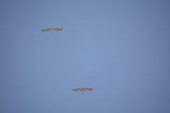 Pelecanus philippensis